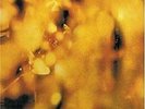 STEAMHAMMER - REFLECTION - 180GM VINYL - NEW