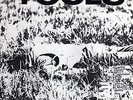 TOOLS - ORIGINAL ISSUE - MINT Hard Wark/The Road Forever - Subterranean
