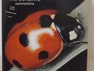 THE SUNDAYS SUMMERTIME 7