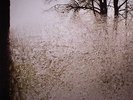 BON IVER - For Emma Forever Ago - LP