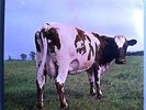 PINK FLOYD ATOM HEART MOTHER ULTRA-RARE SEALED ORIG '70 BRITISH (UK) HARVEST LP