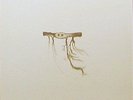 Jose Gonzalez - In Our Nature Vinyl LP NEU 0550542