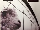 Pearl Jam - Vs LP [Vinyl New] 180gm Audiophile Import Remastrd Gatefold MOVLP282