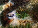 Pink Floyd - A Saucerful Of Secrets (Picture Disc)