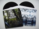 DEAD MEADOW - OLD GROWTH - 12