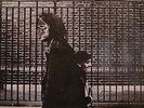 NEIL YOUNG After The Gold Rush REPRISE RECORDS (NYAORS) Sealed 180 Gram Vinyl LP