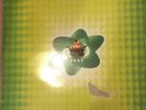 JAM & SPOON  TRIPOMATIC FAIRY TALES. Two Double Lps