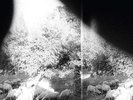 Godspeed You Black Emperor - Asunder, Sweet And Other Distress LP