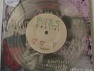 FOALS CASSIUS 7