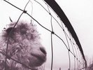 Vs - Pearl Jam (2011, Vinyl NEW)