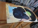 WILD TURKEY TURKEY LP MINT 1972 FOC ( EX JETHRO TULL) UK 1ST PRESS