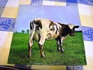 QUAD Pink Floyd Atom Heart Mother Original Q4SHVL-781 Australia Wall 1970