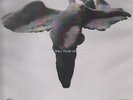 Joy Division Love Will Tear Us Apart CLEAR VINYL Vinyl Single 12inch VINYL L