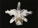 Kings Of Leon - Aha Shake Heartbreak   (Vinyl LP / Album) (New)