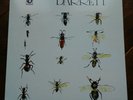 SYD BARRETT -  REISSUE DEBUT 12