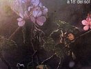 LUIS ALBERTO SPINETTA A 18 minutos del Sol LP new nuevo 2015 in stock