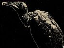 Lou Donaldson - Live : Fried Buzzard Vinyl US LP