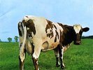 PINK FLOYD - ATOM HEART MOTHER - PICTURE DISC - LP - RARE - NEW