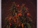 JOE GIBBS FAMILY: Reggae Christmas LP ('82, some cover wear) Christmas