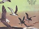 Flotation Toy Warning - Bluffer's Guide To The Flight Deck Vinyl EU 2LP