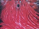 Morgoth Resurrection Absurd (1989) Vinyl EP