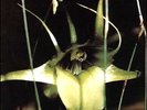 Psychic TV - Dreams Less Sweet LP Vinyl 2014 Reissue on Angry Love NEW SEALED