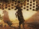 Will Oldham Joya LP bonnie prince billy palace music