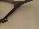 Wishbone Ash(Vinyl LP Gatefold)Wishbone Ash-MCA-MCG 3507-US-1972-Ex/Ex-