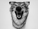 Love Story - Yelawolf (2015, Vinyl New)