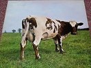 PINK FLOYD - Atom Heart Mother, RARE ORIGINAL 1970 UK FIRST PRESS LP