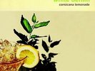 WHITE DENIM Corsicana Lemonade LP NEW COLORED VINYL Downtown Full Time Holiday H