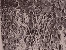 Natural Information Society - Automaginary