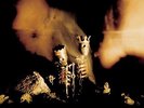 Riot Act [LP] by Pearl Jam (Vinyl, Nov-2002, Epic USA) SEALED