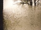Bon Iver - For Emma, Forever Ago (LP)