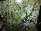 AL STEWART Zero She Flies G/F Unipack Sleeve UK LP 1970 CBS Prog Pysch Folk NM