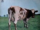 Pink Floyd ?| Atom Heart Mother | FOC | Italy 1979 | 3C 064-04550 | Vinyl NM