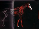 THE WHITE STRIPES 