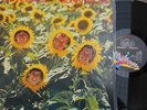 The SUNNYBOYS Individuals LP    Mushroom 80S POP PUNK Jeremy Oxley NM