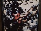 OG EX Pink Floyd Obscured by Clouds Vinyl Syd Barrett David Gilmour Roger Waters