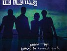 The Libertines 