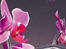 V/A Pop Ambient 2016 LP NEW VINYL+CD Kompakt Stephan Mathieu The Orb Mikkel Meta