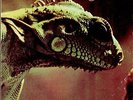 Iguana  Iguana Vinyl Record