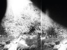 Godspeed You  Black Emperor - Asunder,Sweet and Other Distress  Vinyl LP Co NEW