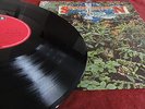 SAVOY BROWN  