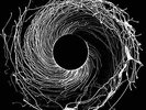 DAWN OF MIDI-DYSNOMIA VINYL LP NEW