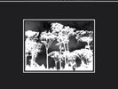 Paul Nova - Trees Without Leaves - 2LP Re- Issue VOD099 (2012) New