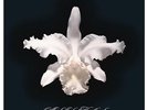 KINGS OF LEON - AHA SHAKE HEARTBREAK (180GM) (REISSUE) NEW VINYL