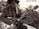 APO | Jimmy Rogers - Blue Bird 180g 2LPs (45rpm)