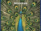 The Bluetones - Expecting To Fly 20th Anniversary VINYL LP NEW (11th mar)
