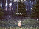 Brand New Daisy LP vinyl record sealed jimmy eat world